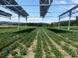 Agri-PV